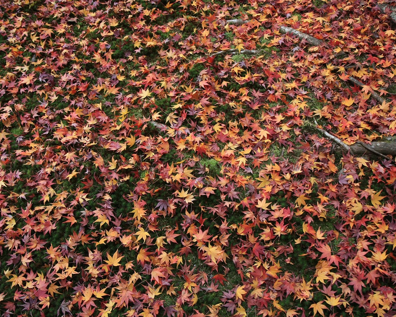 Maple Leaf Tapete gepflasterten Weg #11 - 1280x1024