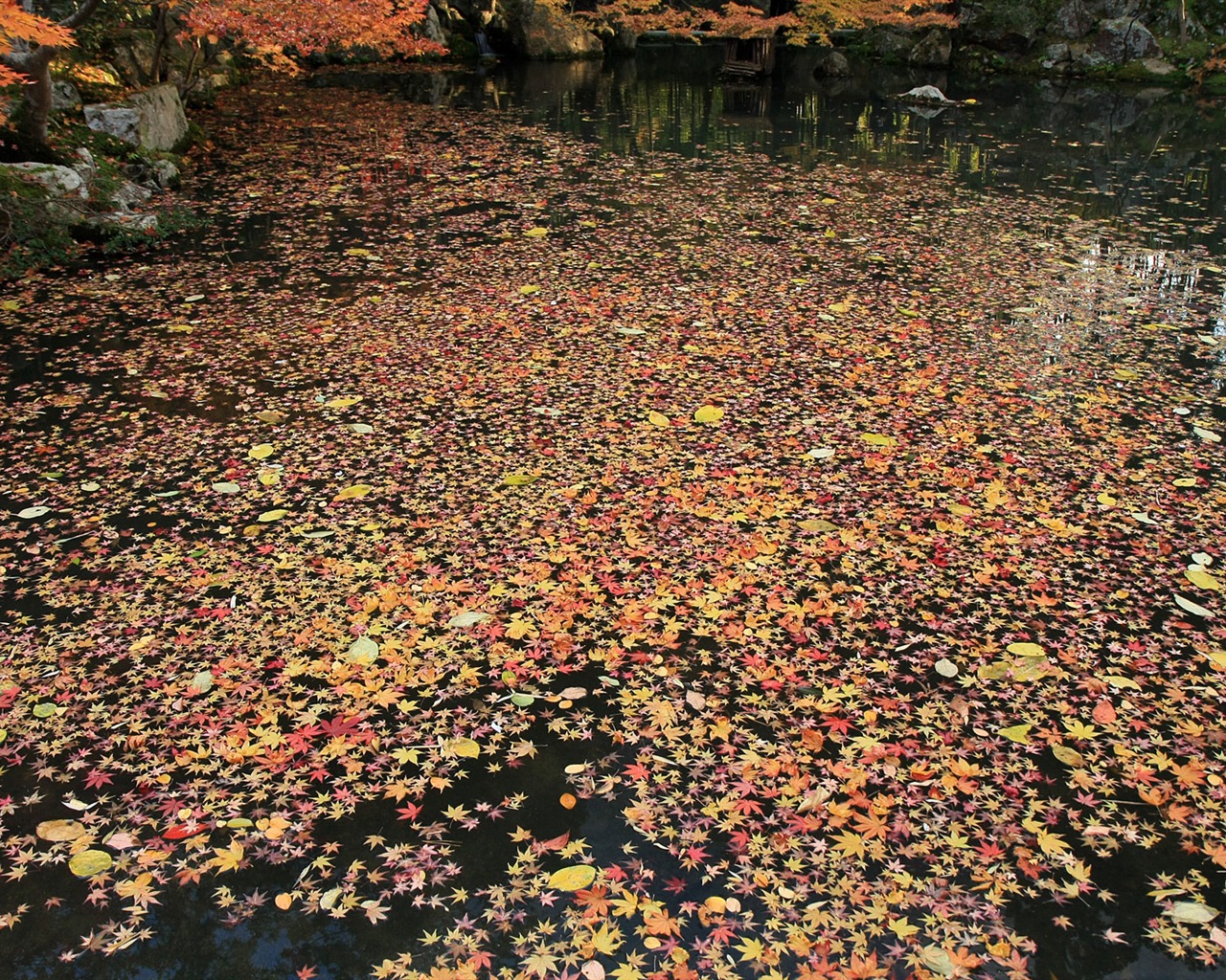 Maple Leaf Tapete gepflasterten Weg #13 - 1280x1024