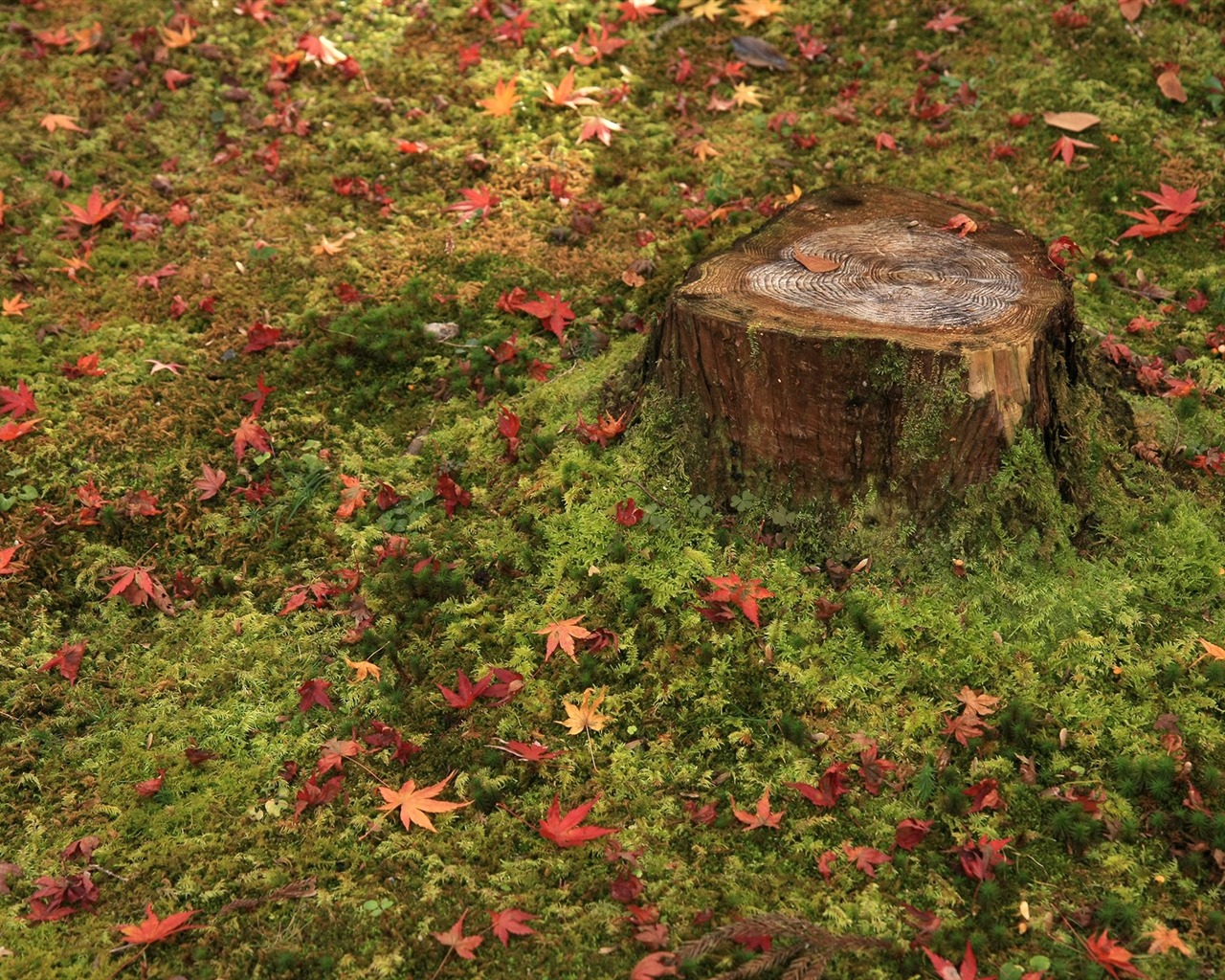 Maple Leaf Tapete gepflasterten Weg #15 - 1280x1024