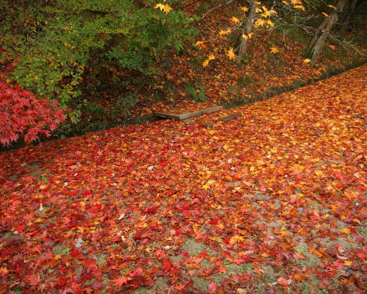 Maple Leaf wallpaper paved way #20 - 1280x1024