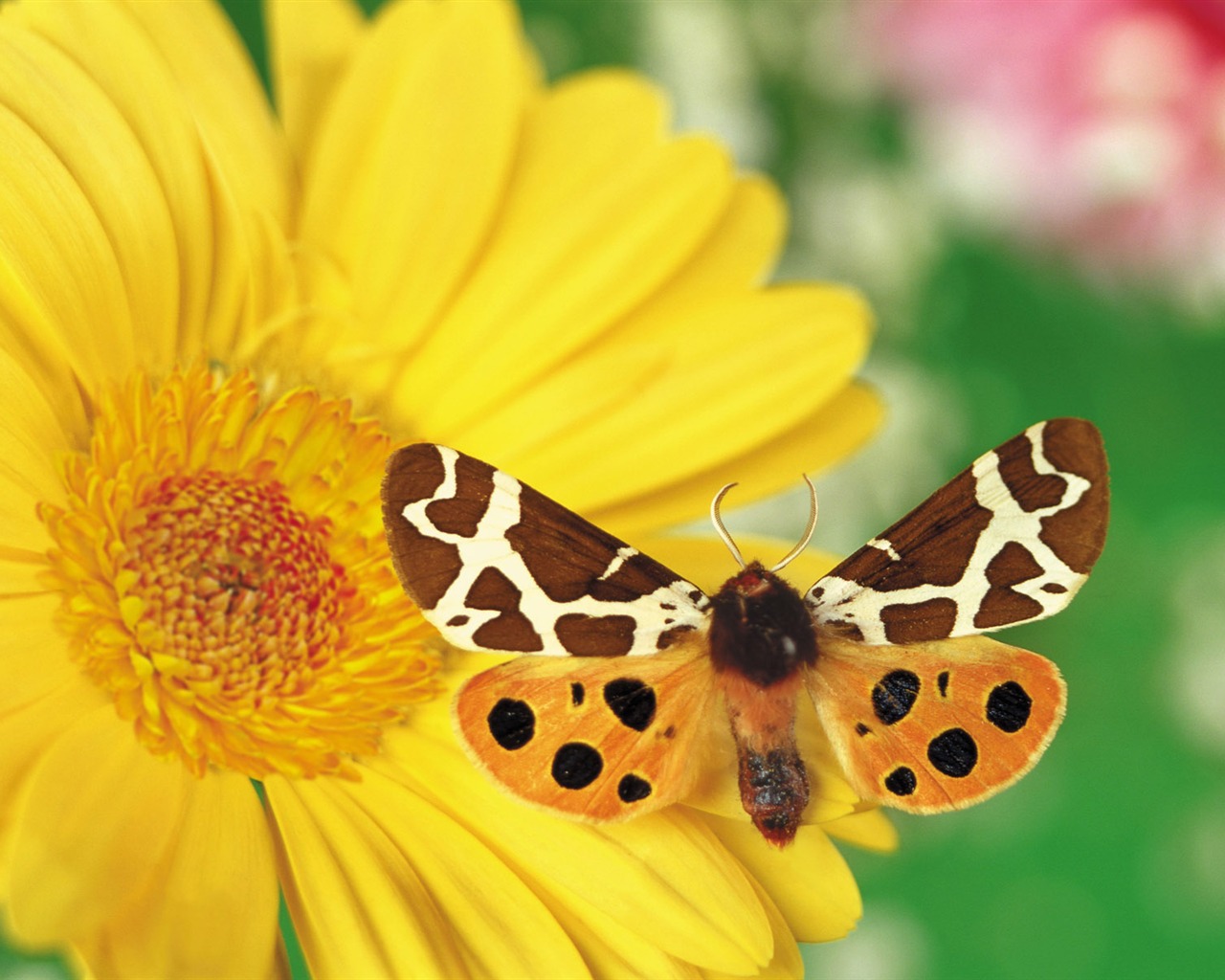 Schmetterlinge und Blumen Wallpaper Album (1) #3 - 1280x1024