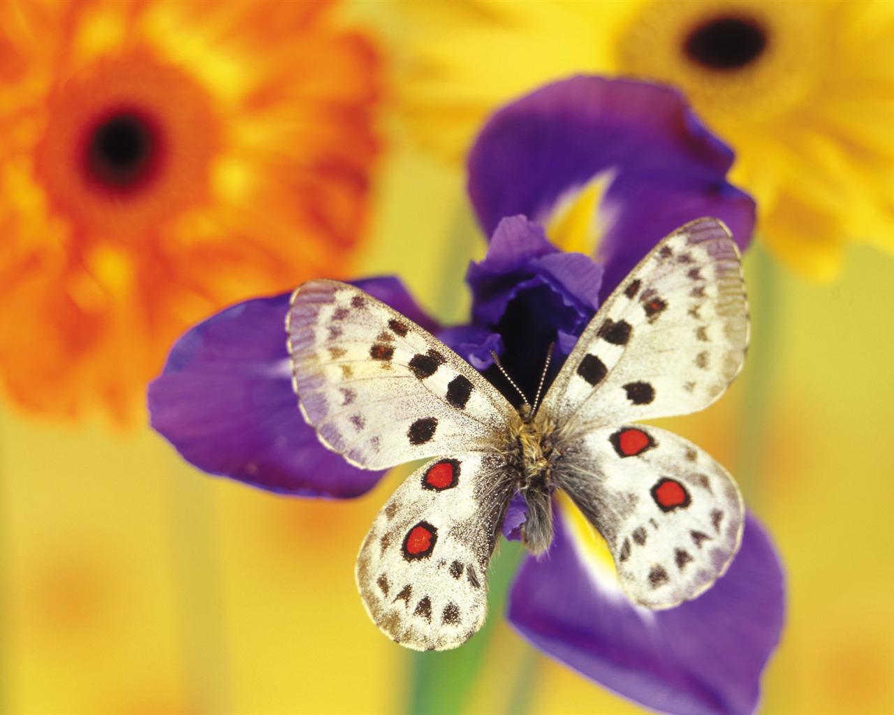 Butterflies and flowers wallpaper album (1) #5 - 1280x1024