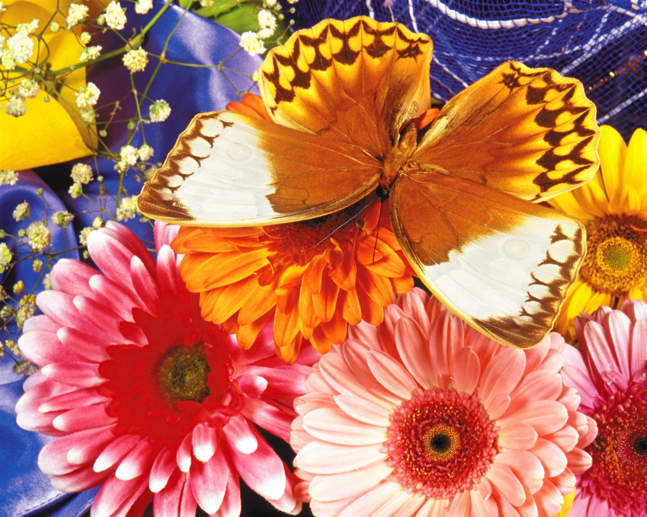 Butterflies and flowers wallpaper album (1) #6 - 1280x1024