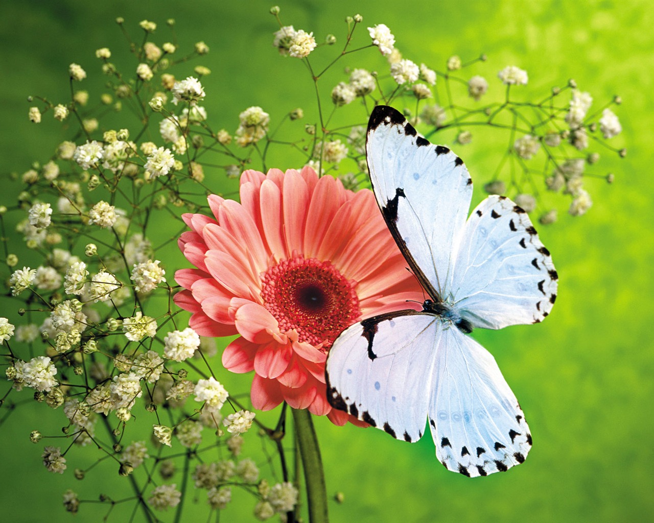 Papillons et fleurs album papier peint (1) #8 - 1280x1024
