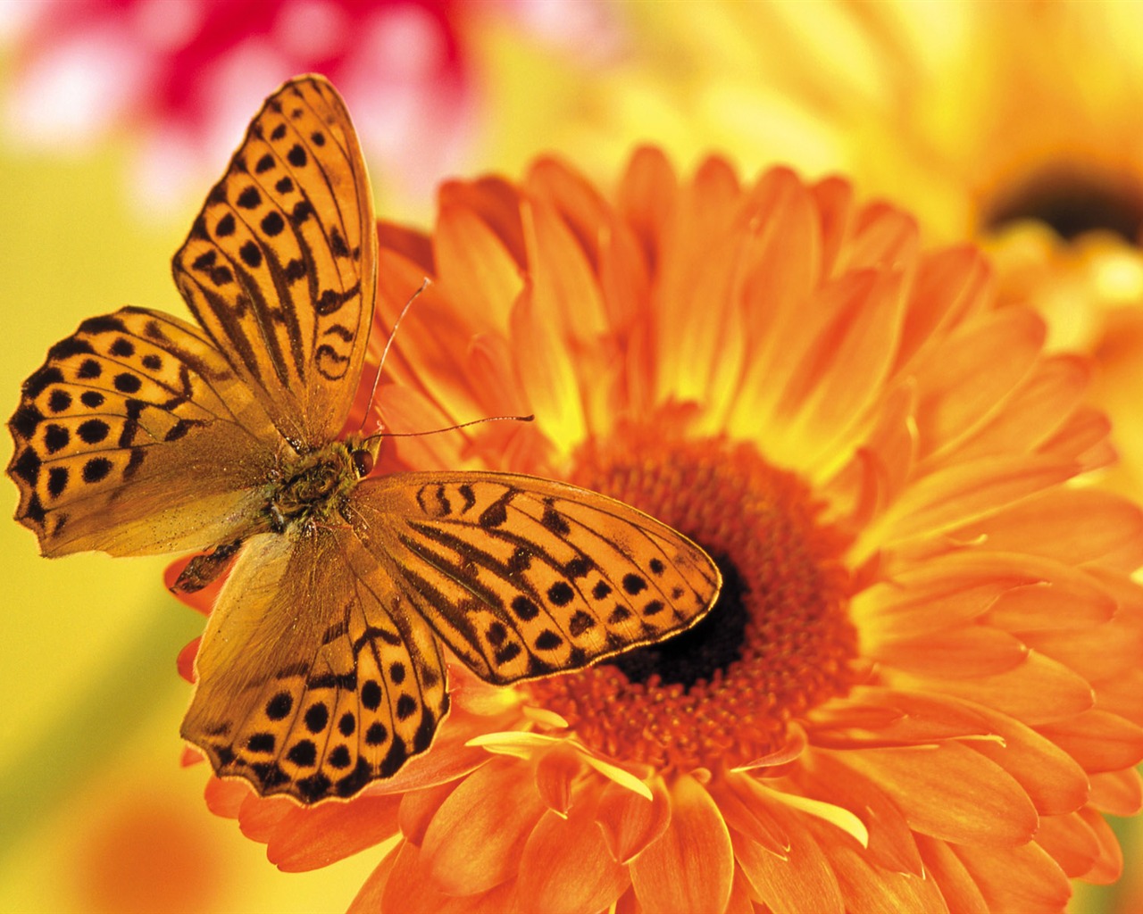 Papillons et fleurs album papier peint (1) #9 - 1280x1024