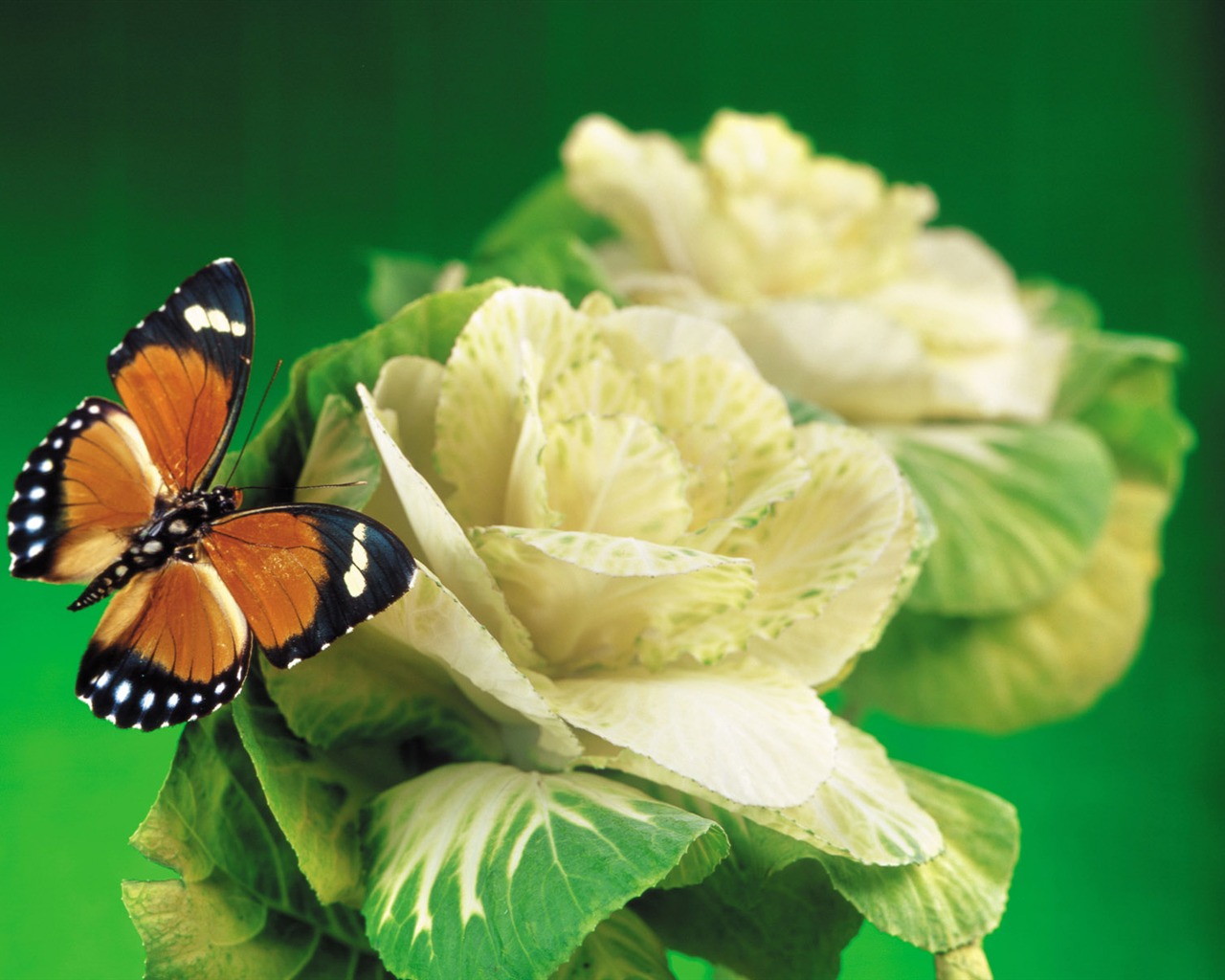 Butterflies and flowers wallpaper album (1) #13 - 1280x1024