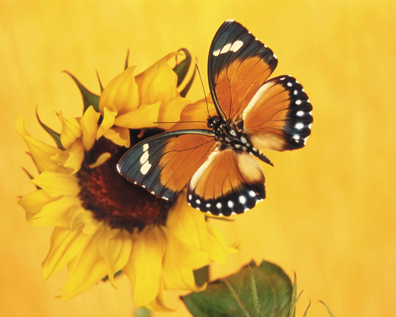 Papillons et fleurs album papier peint (1) #16 - 1280x1024