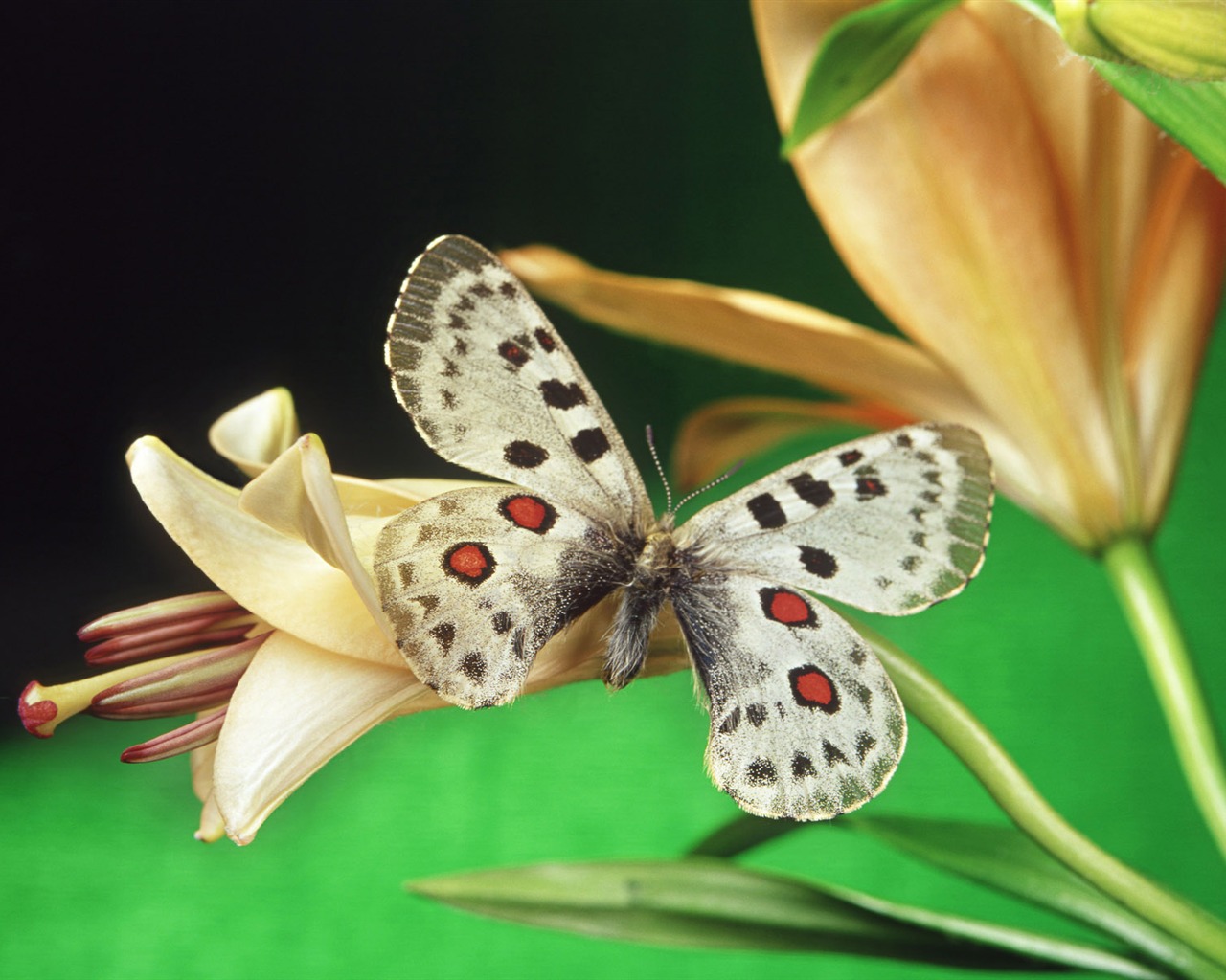 Schmetterlinge und Blumen Wallpaper Album (1) #17 - 1280x1024