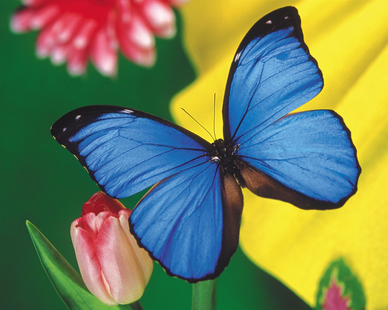 Las mariposas y las flores fondos de escritorio de disco (2) #1 - 1280x1024