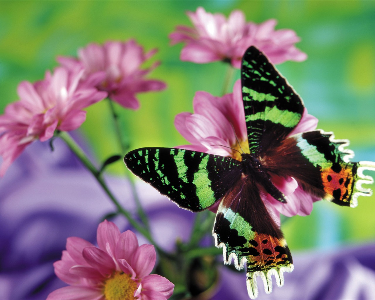 Las mariposas y las flores fondos de escritorio de disco (2) #2 - 1280x1024