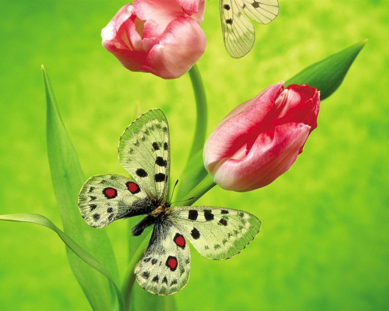 Butterflies and flowers wallpaper album (2) #4 - 1280x1024