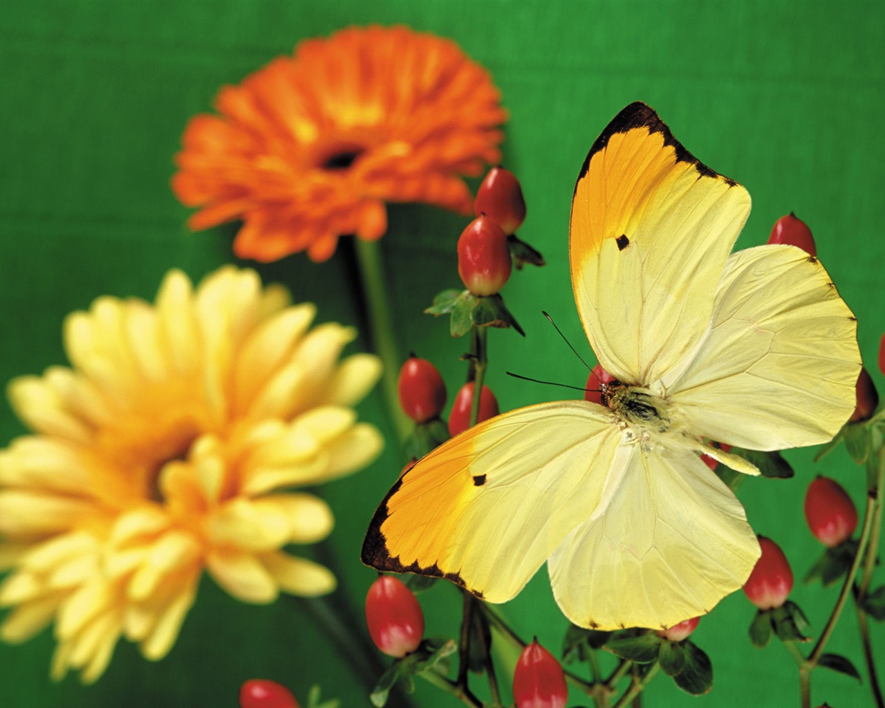 Las mariposas y las flores fondos de escritorio de disco (2) #5 - 1280x1024