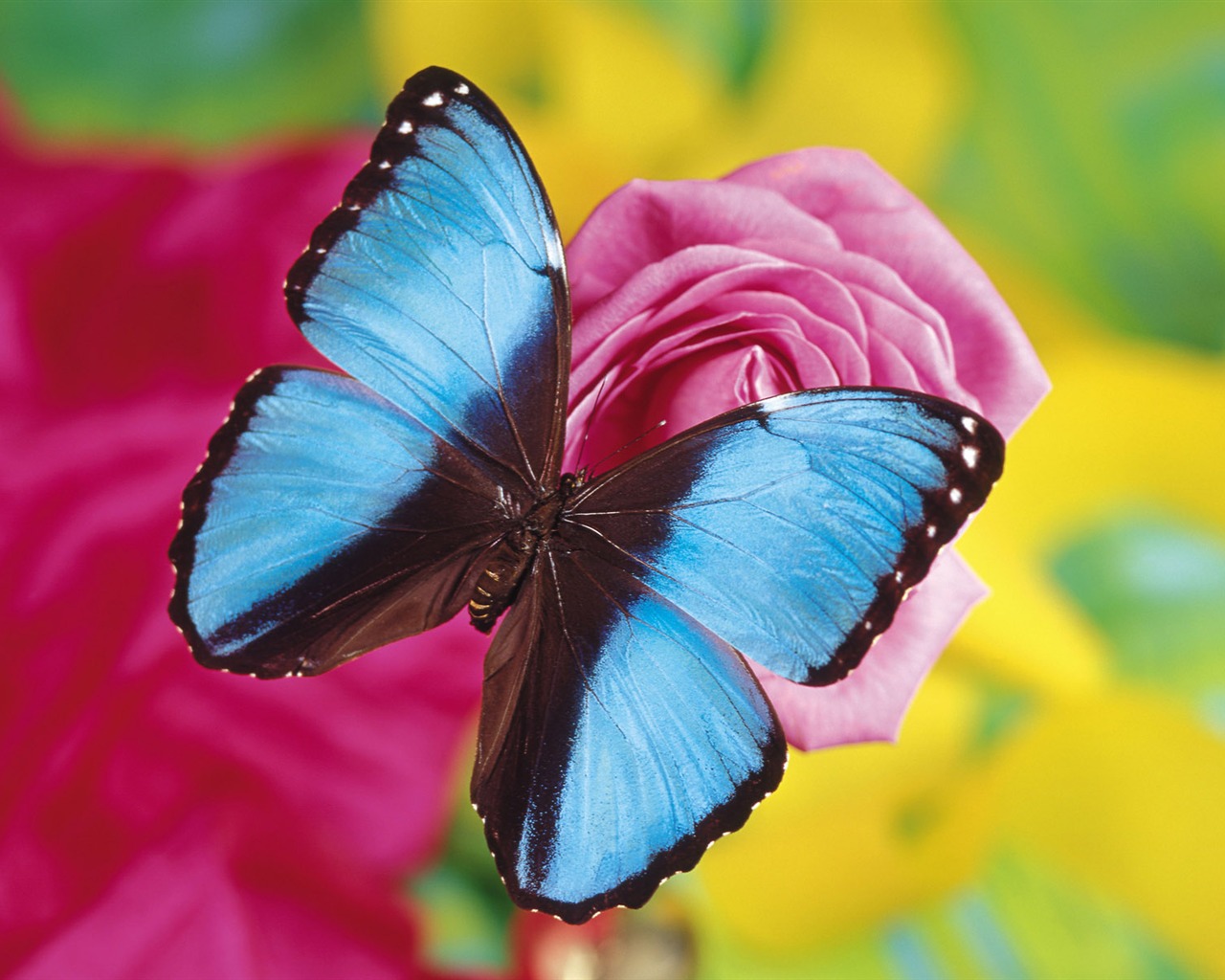Las mariposas y las flores fondos de escritorio de disco (2) #8 - 1280x1024