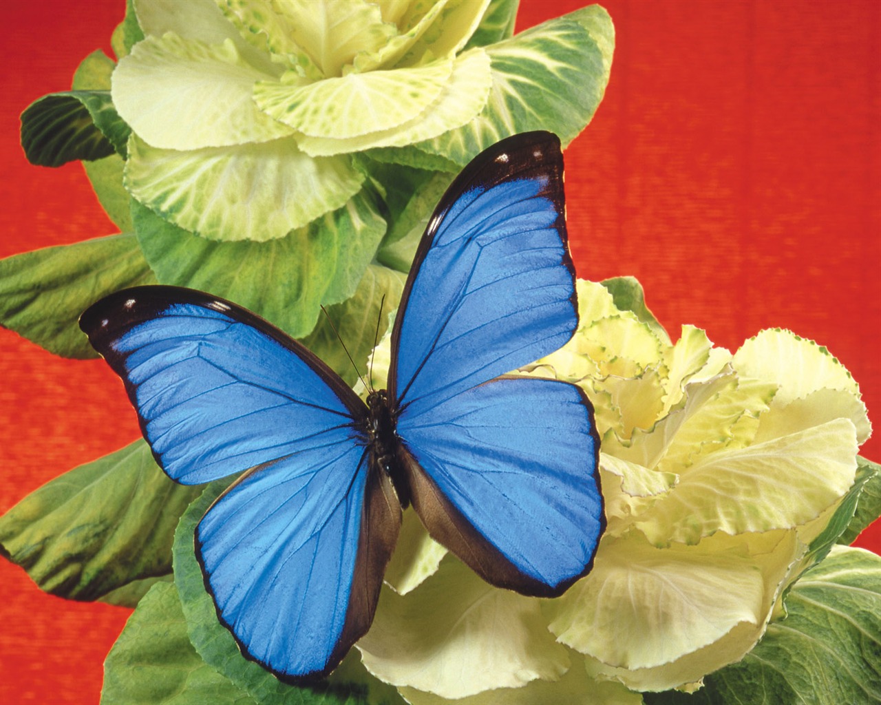 Las mariposas y las flores fondos de escritorio de disco (2) #9 - 1280x1024