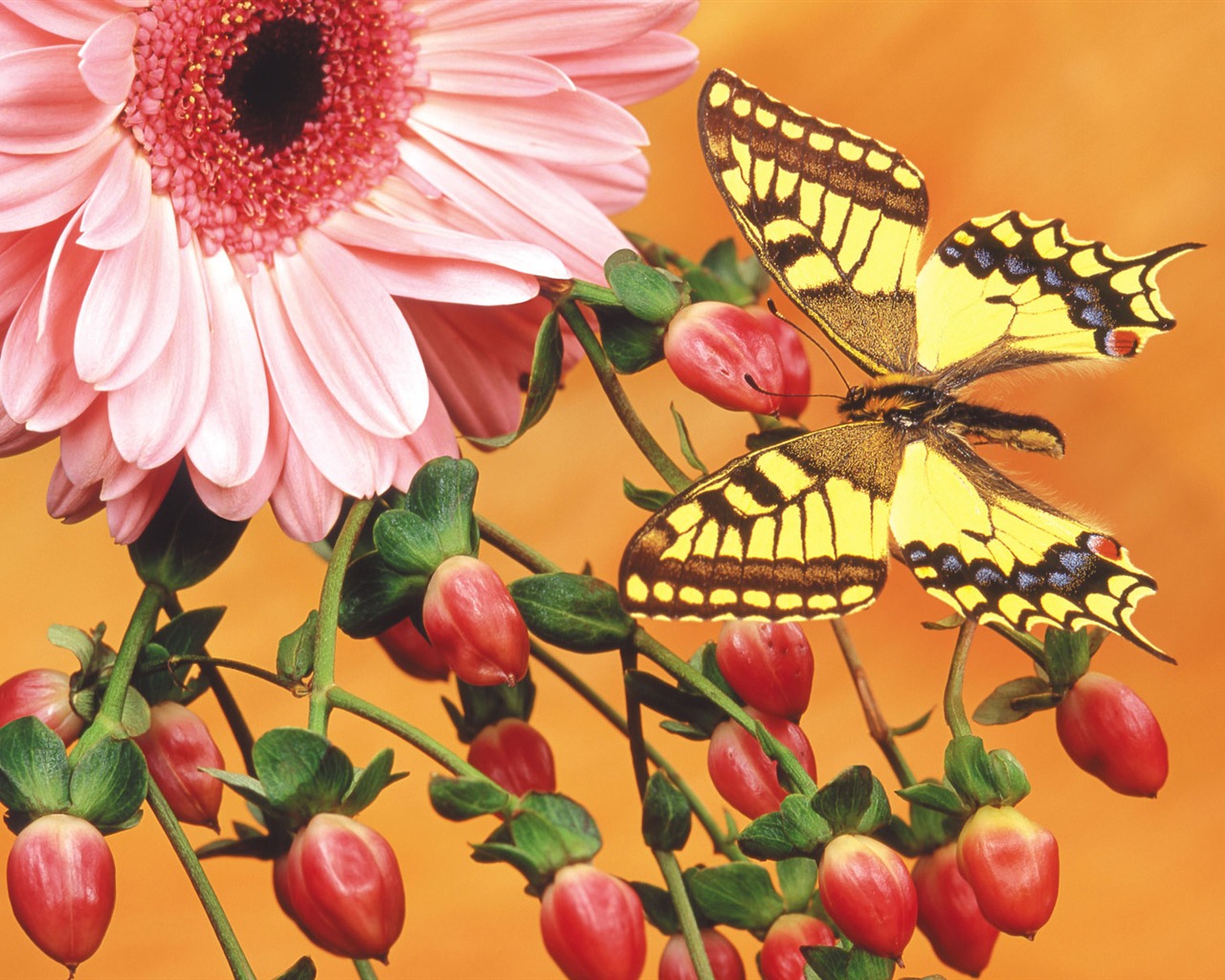 Butterflies and flowers wallpaper album (2) #11 - 1280x1024