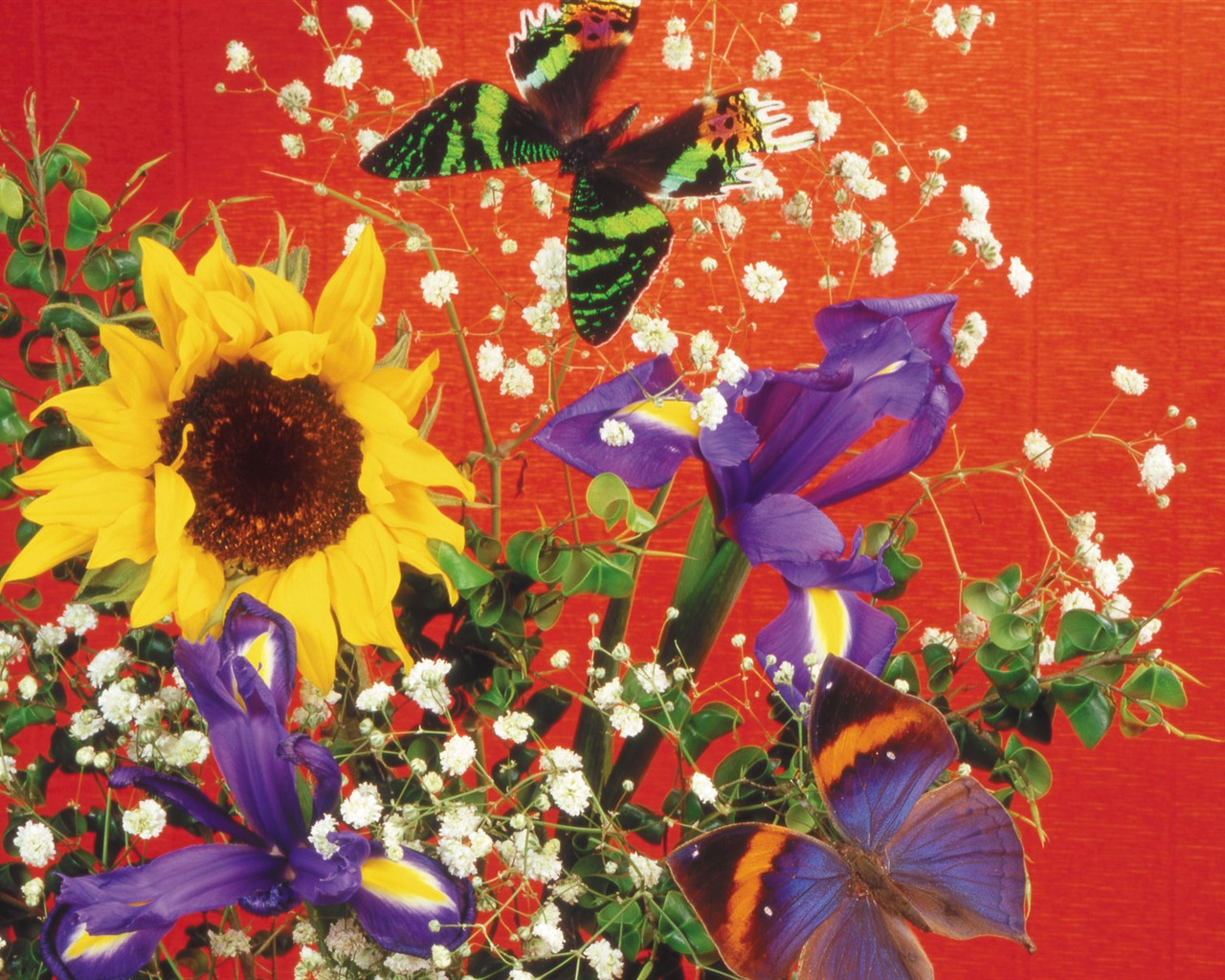 Schmetterlinge und Blumen Wallpaper Album (2) #17 - 1280x1024