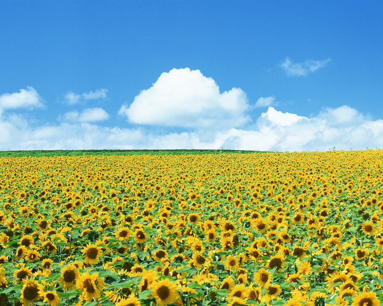 Blue sky sunflower Widescreen Wallpaper #2 - 1280x1024