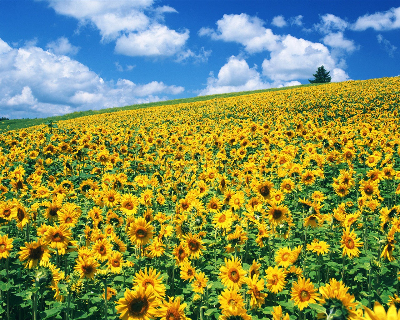 Blue sky sunflower Widescreen Wallpaper #6 - 1280x1024
