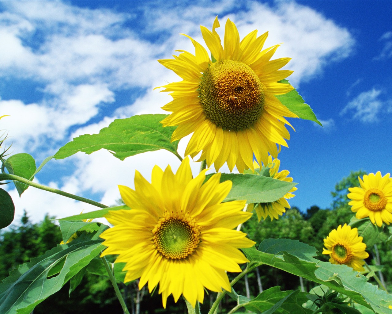 Blue sky sunflower Widescreen Wallpaper #10 - 1280x1024