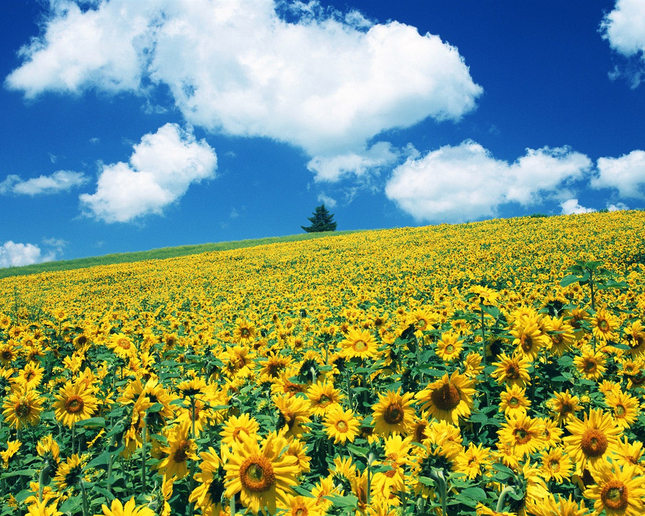 Blauer Himmel Sonnenblume Widescreen Wallpaper #14 - 1280x1024