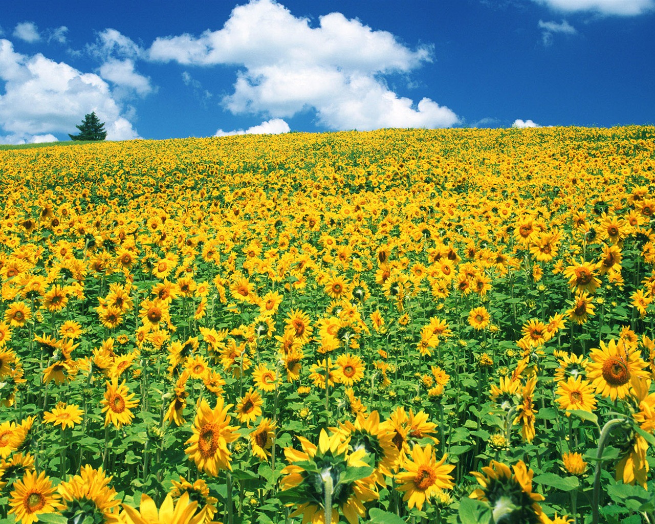 Blue sky sunflower Widescreen Wallpaper #18 - 1280x1024