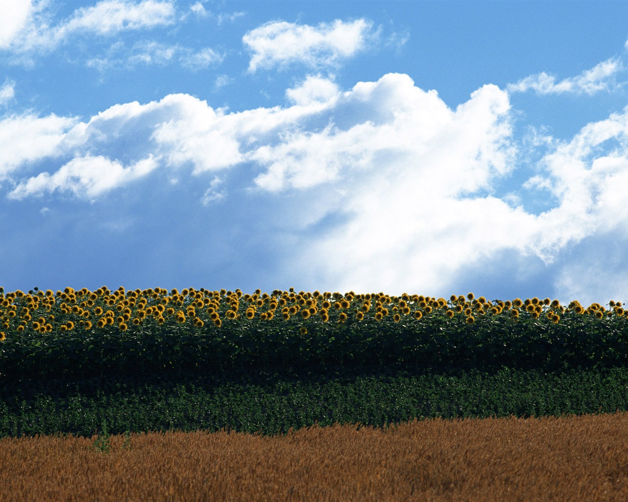 Blue sky sunflower Widescreen Wallpaper #20 - 1280x1024