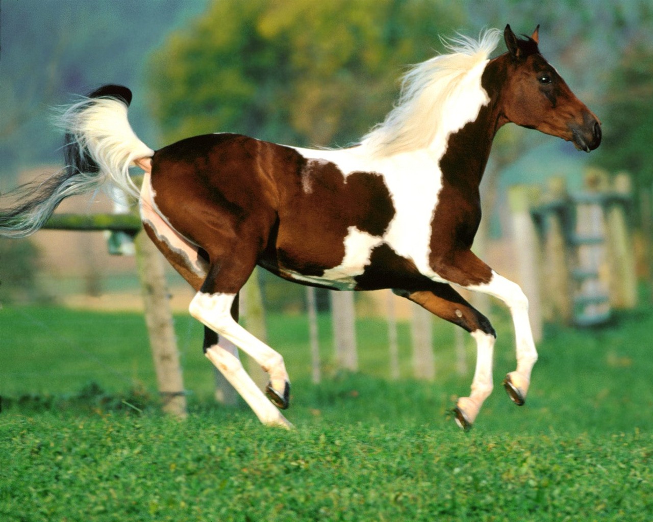 Fond d'écran Photo Horse (1) #2 - 1280x1024