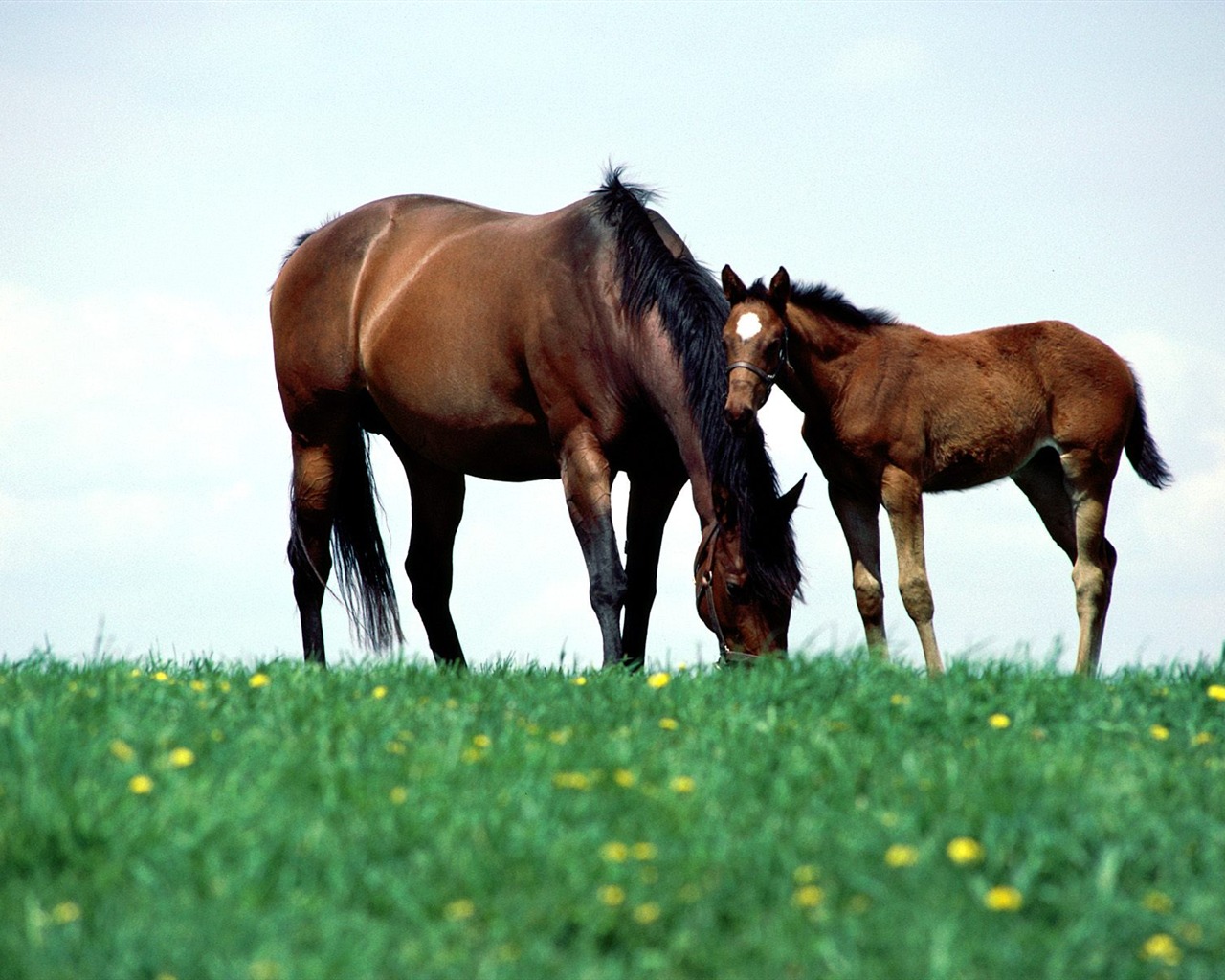 Horse Wallpaper Foto (1) #5 - 1280x1024