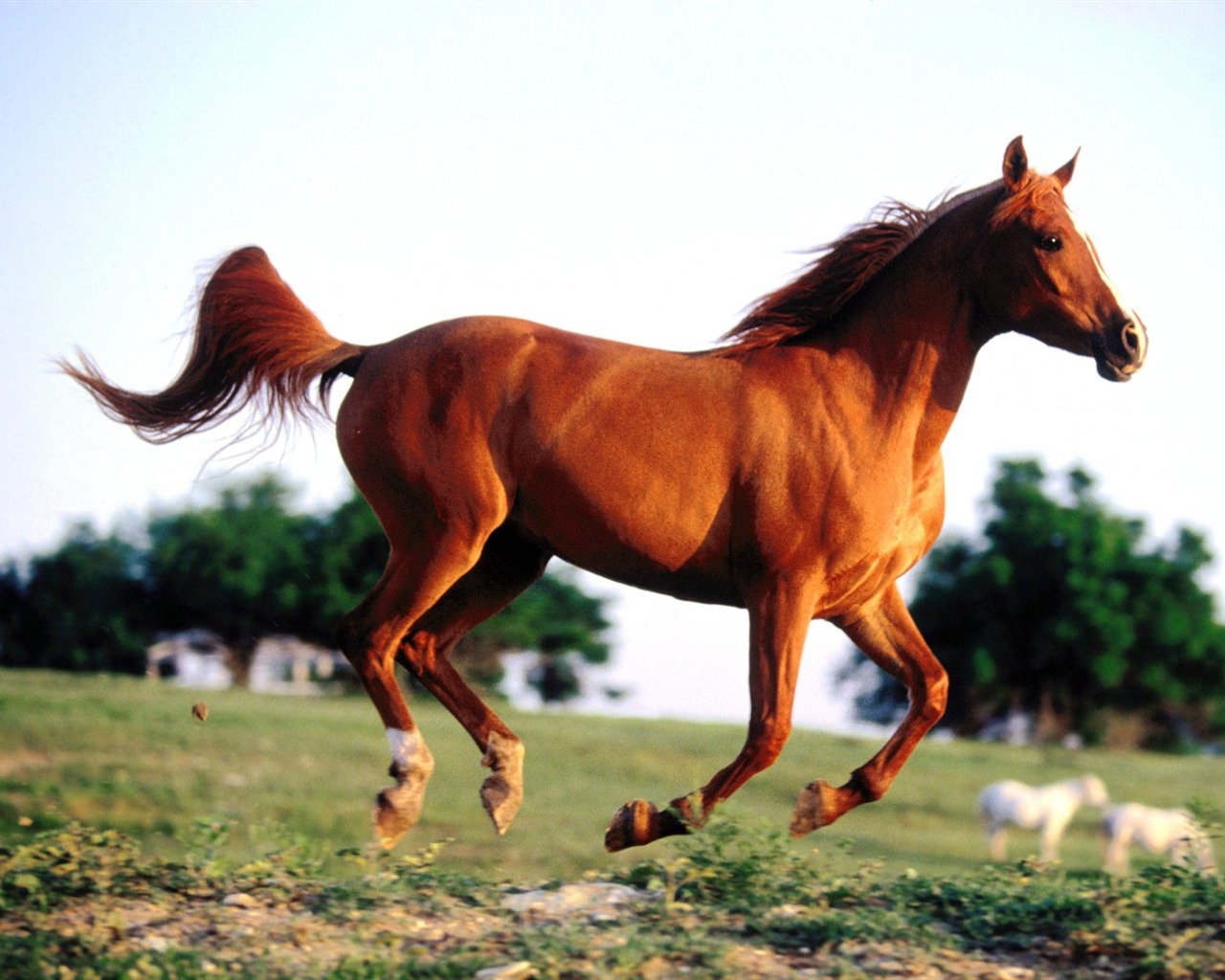 Fond d'écran Photo Horse (1) #19 - 1280x1024