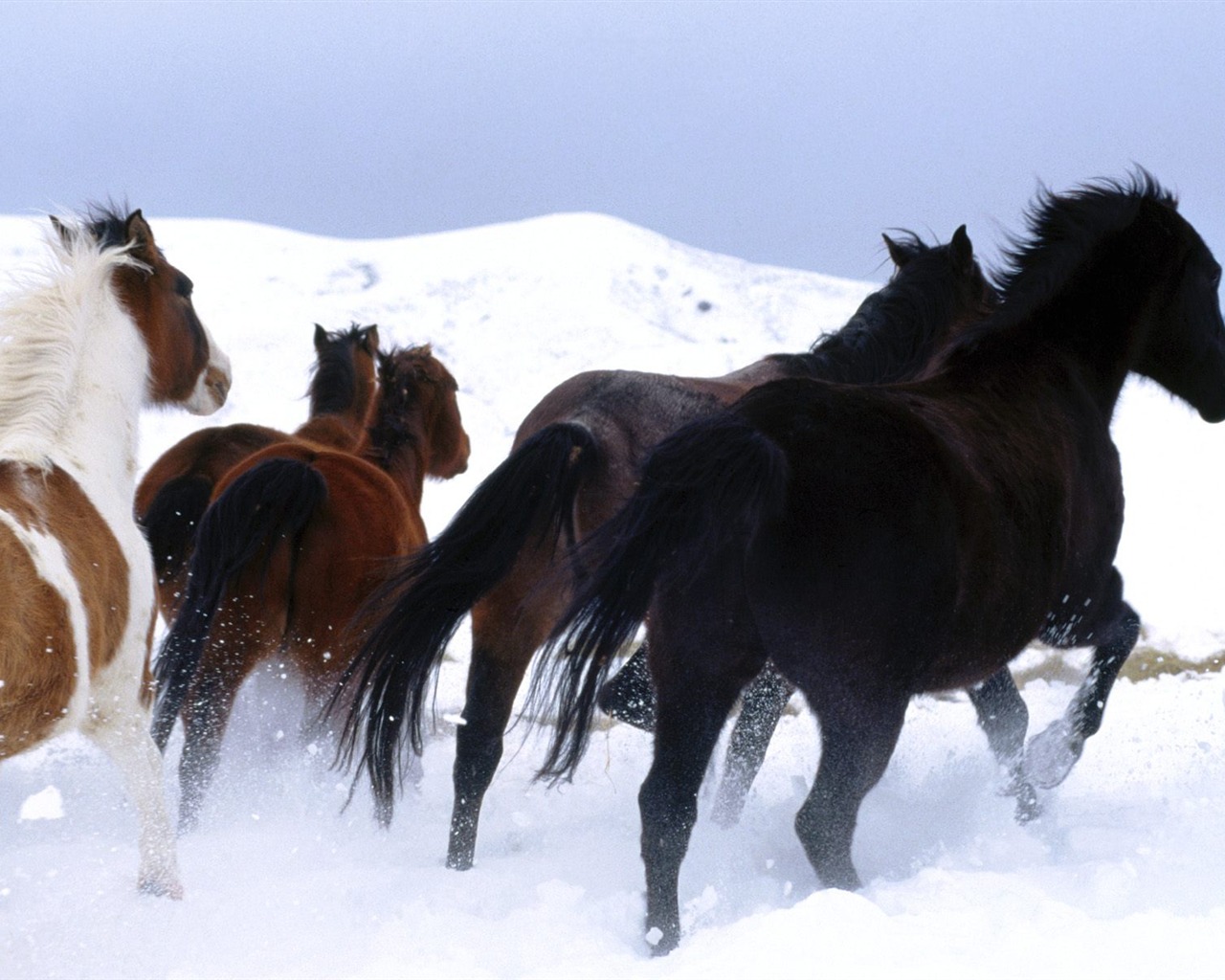Fondo de pantalla de fotos de caballos (2) #3 - 1280x1024