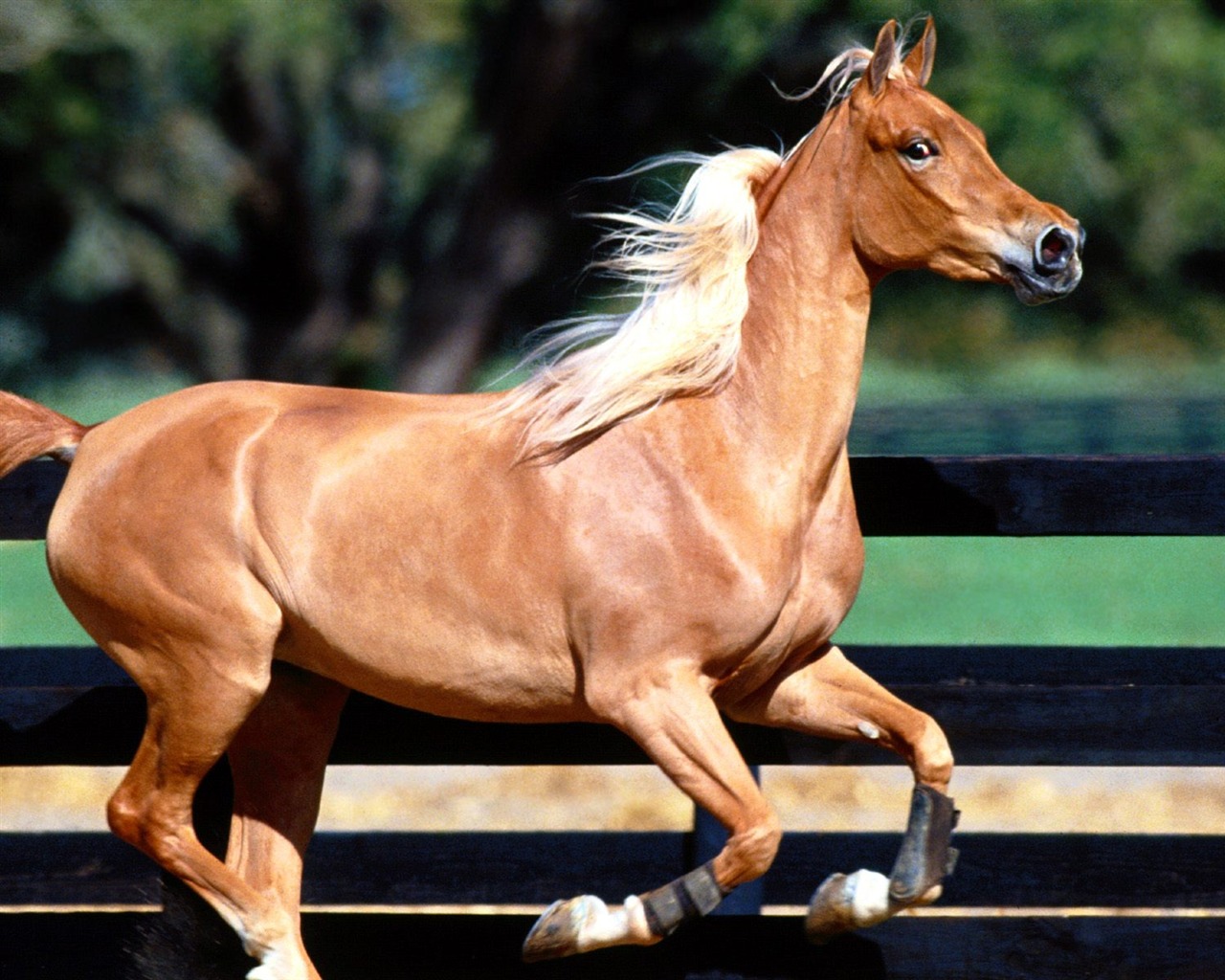 Fondo de pantalla de fotos de caballos (2) #5 - 1280x1024