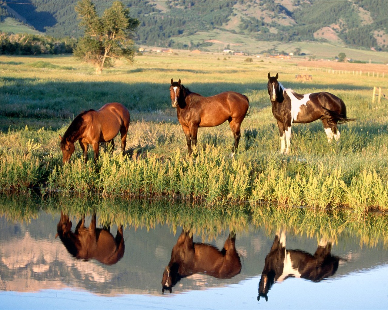 Fondo de pantalla de fotos de caballos (2) #9 - 1280x1024