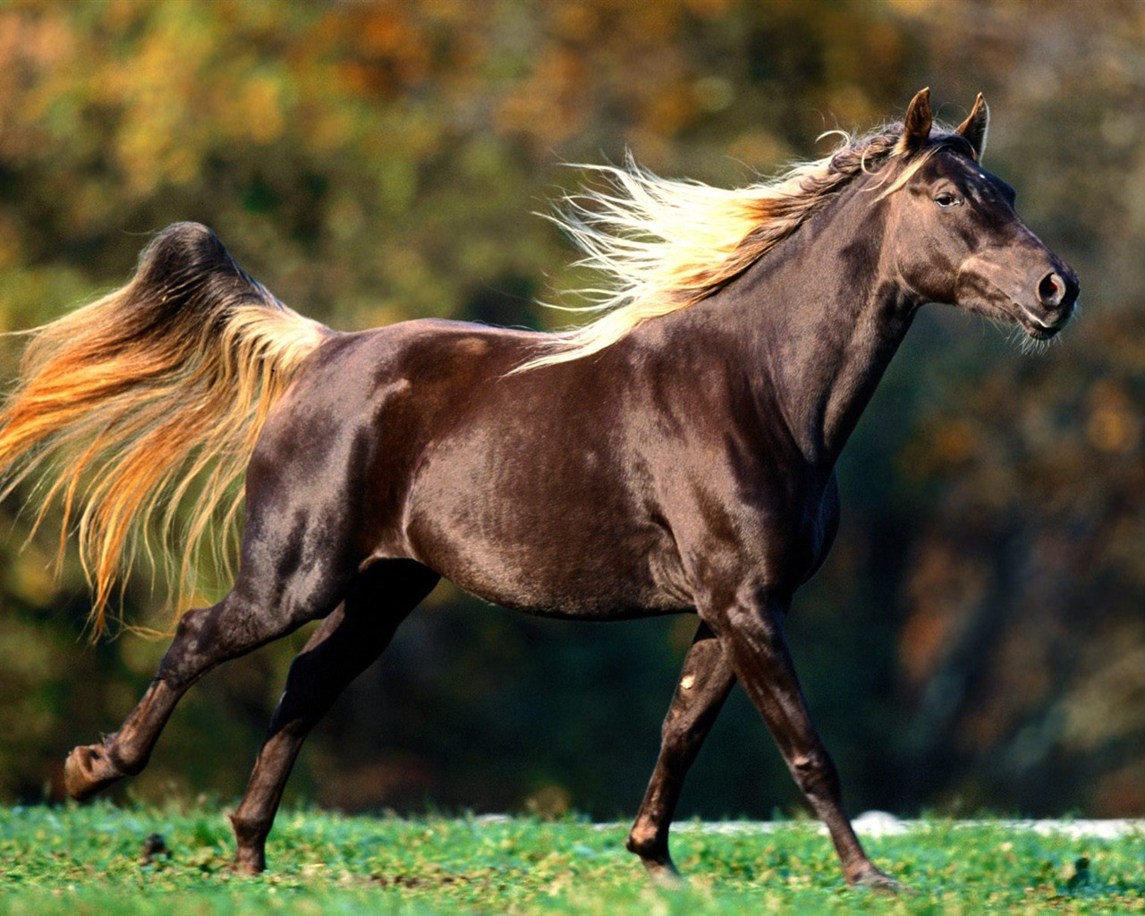 Fondo de pantalla de fotos de caballos (2) #13 - 1280x1024