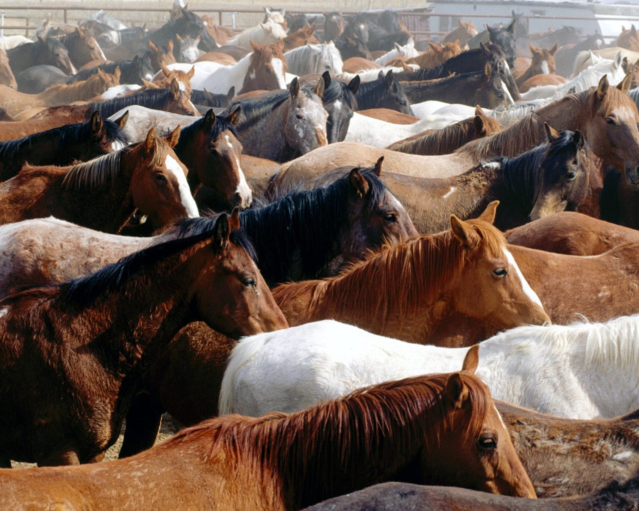 Fondo de pantalla de fotos de caballos (2) #16 - 1280x1024