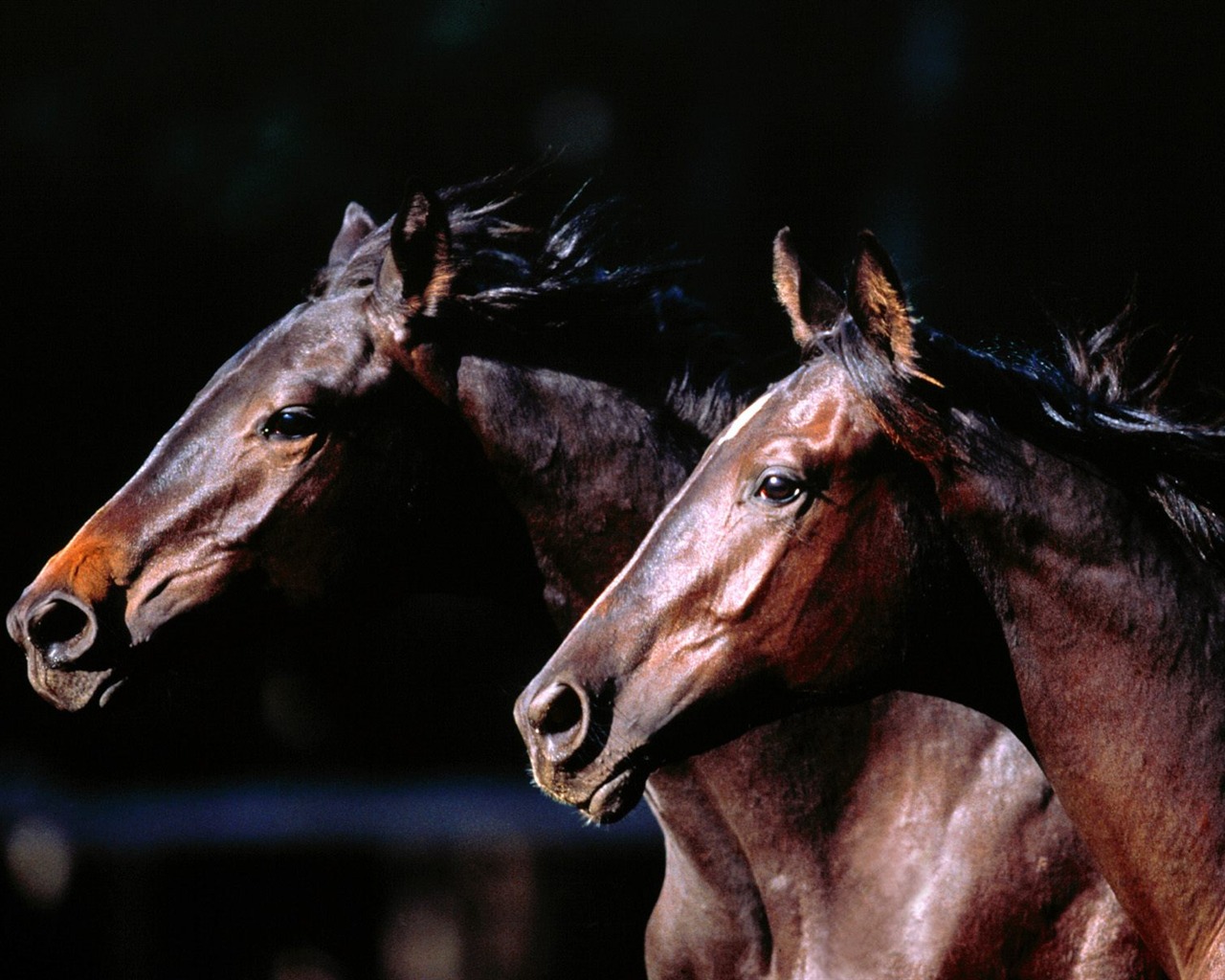 Fondo de pantalla de fotos de caballos (2) #18 - 1280x1024