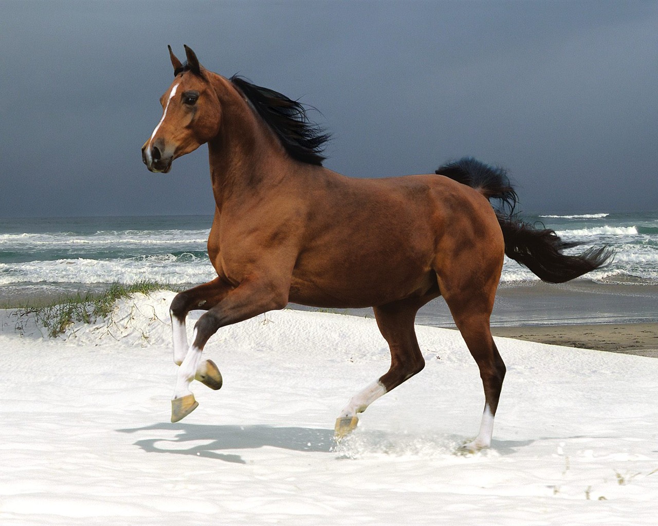 Fondo de pantalla de fotos de caballos (2) #20 - 1280x1024