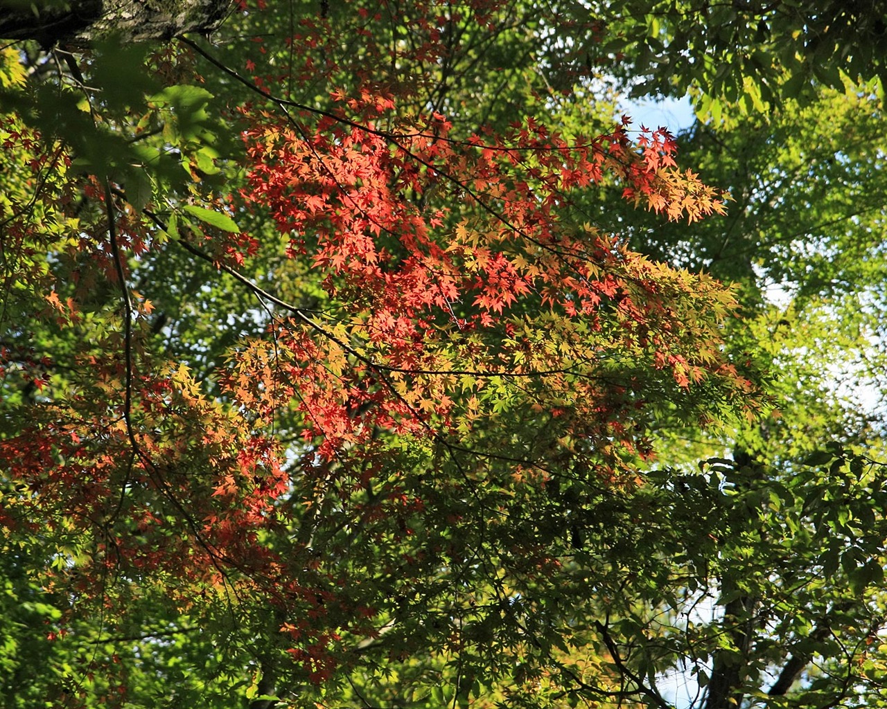 Maple sky wallpaper (1) #11 - 1280x1024