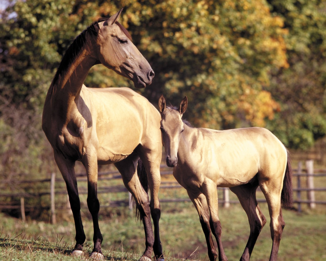 Fondo de pantalla de fotos de caballos (3) #6 - 1280x1024