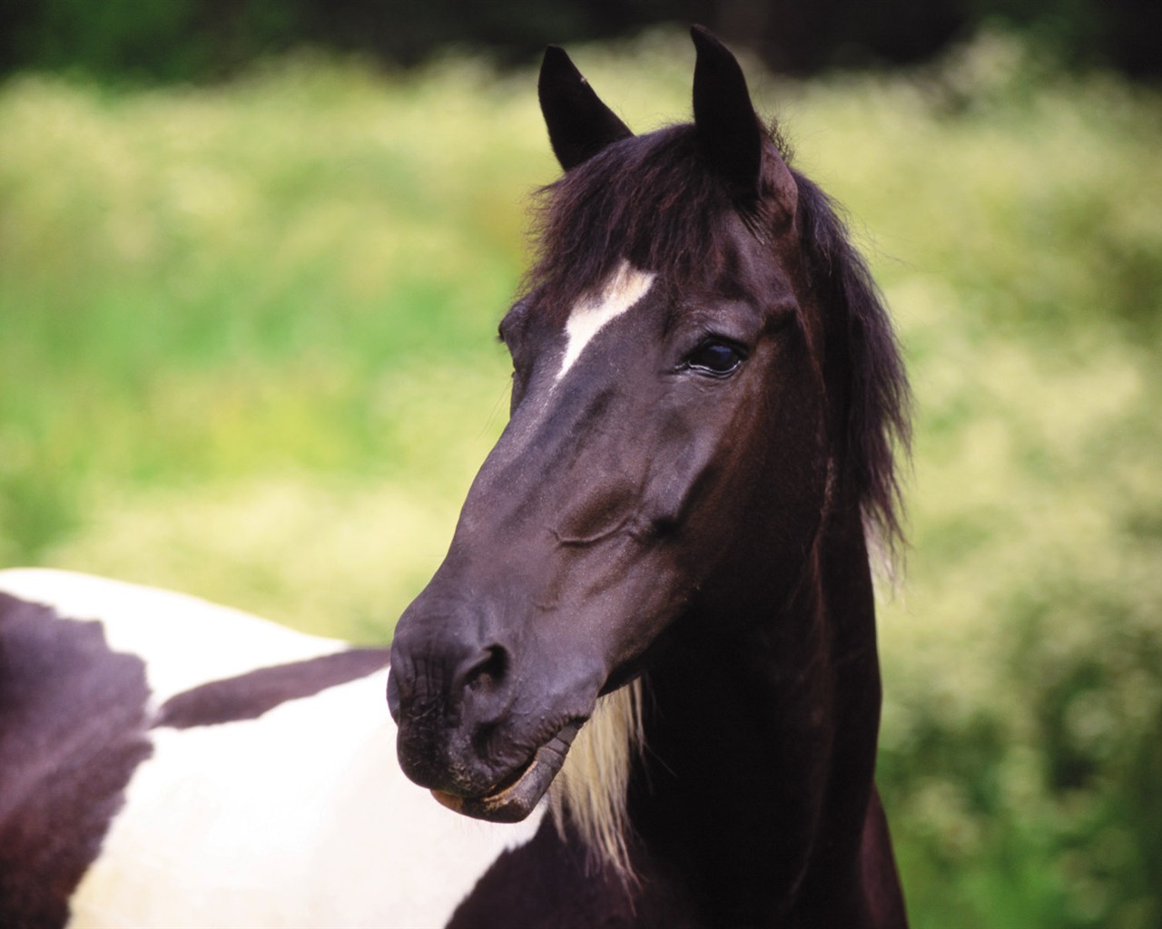 Horse Fondos de fotos (4) #5 - 1280x1024