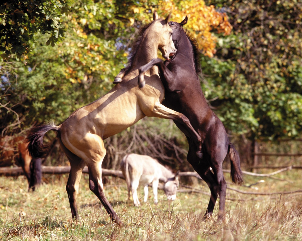 Horse Fondos de fotos (4) #6 - 1280x1024