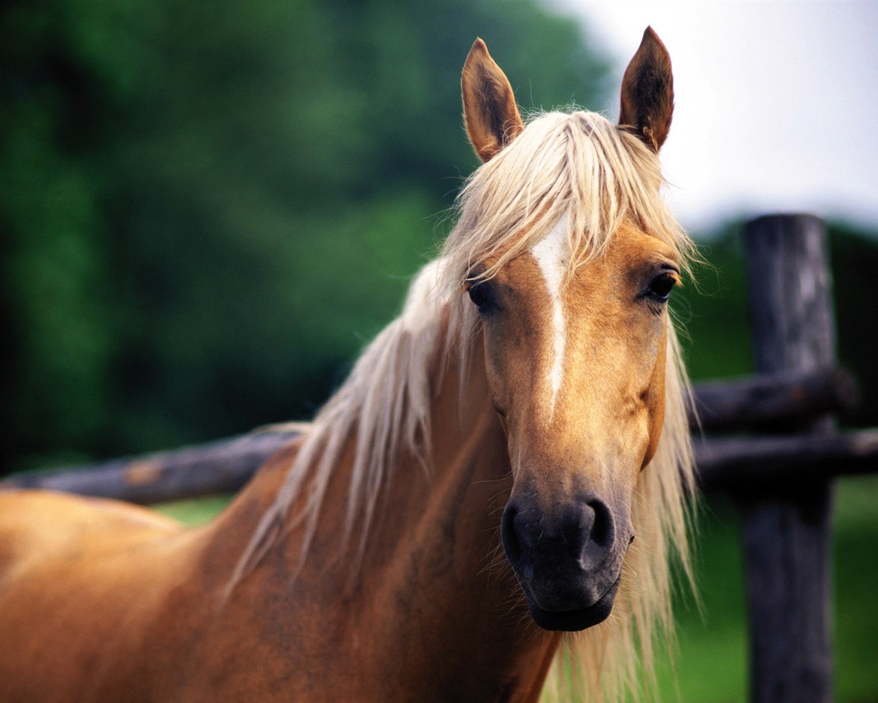 Horse Fondos de fotos (4) #16 - 1280x1024