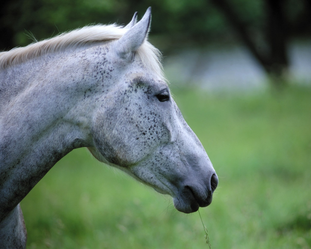 Horse Wallpaper Foto (4) #18 - 1280x1024