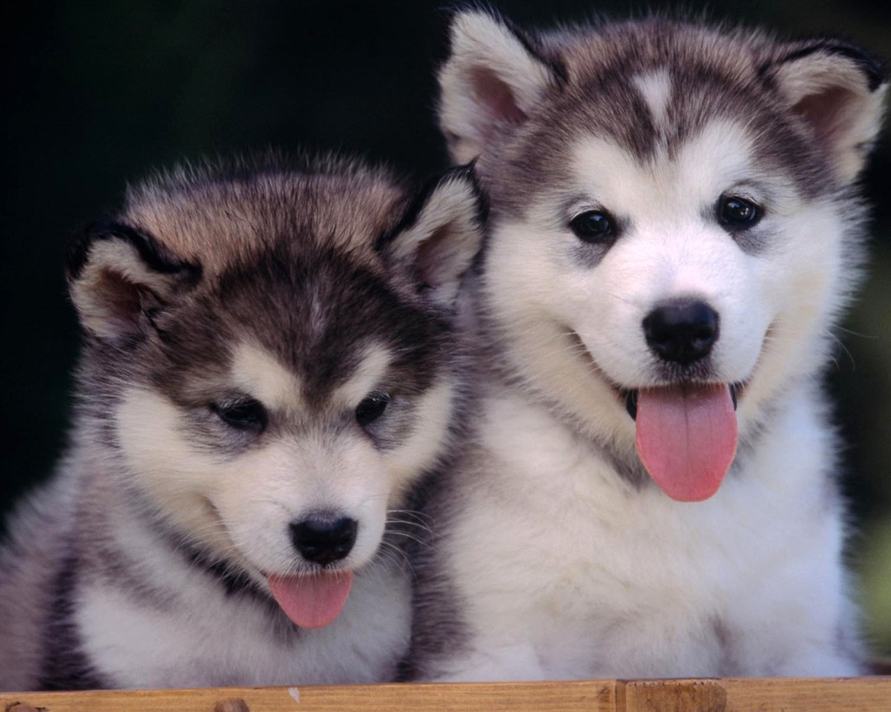 Puppy Photo HD Wallpaper (2) #20 - 1280x1024