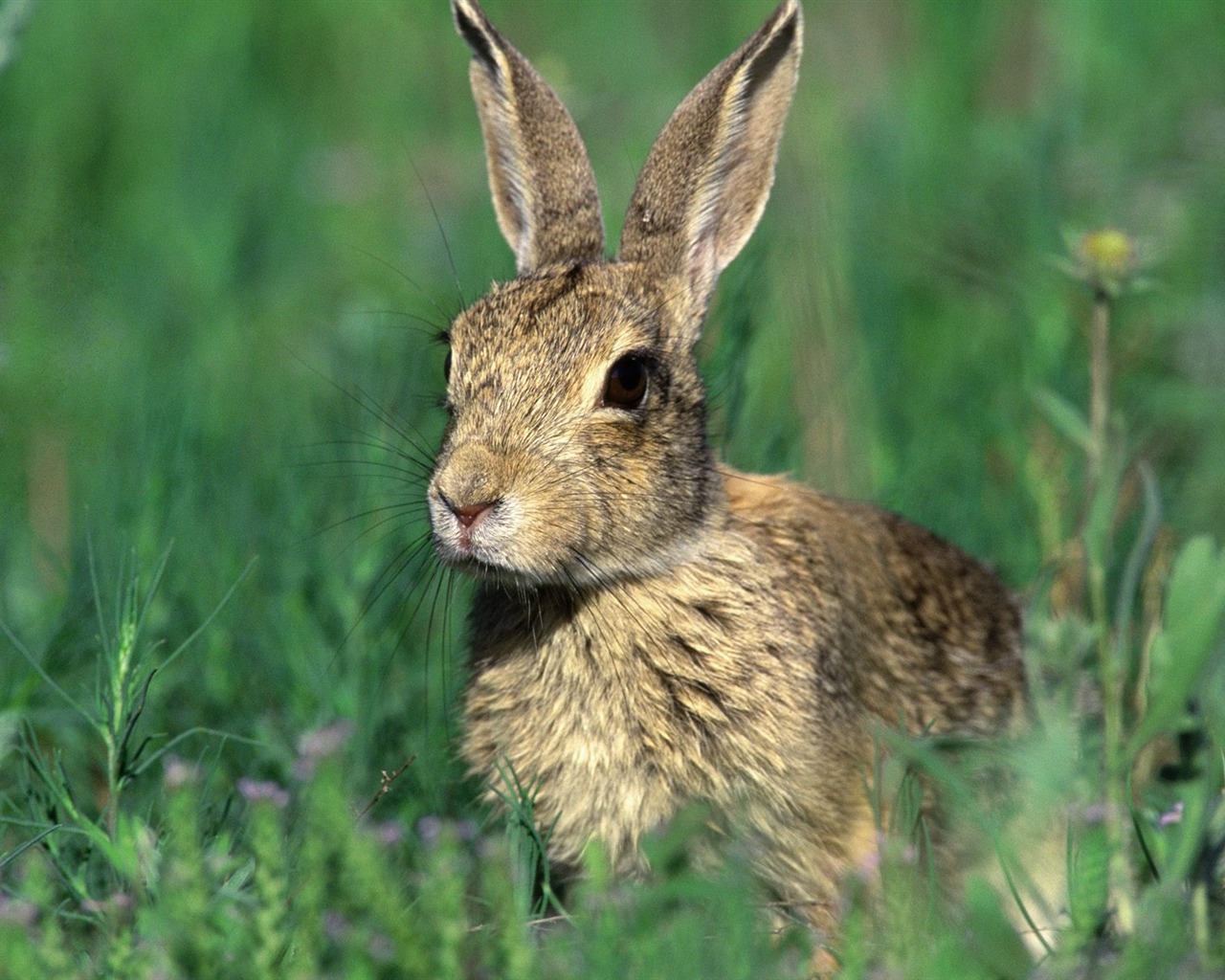 Fond d'écran Photo lapin (1) #12 - 1280x1024