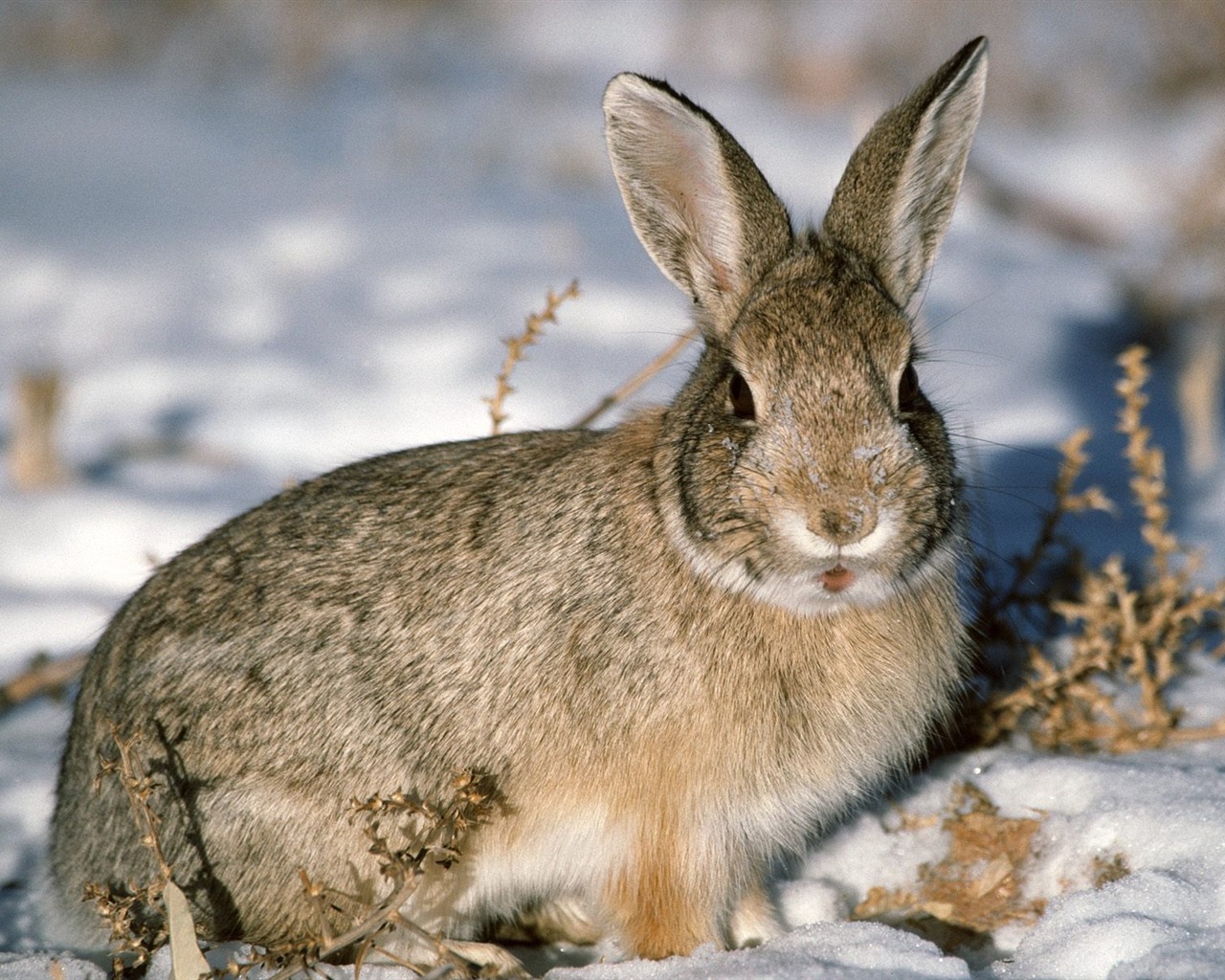 Rabbit Wallpaper Foto (1) #25 - 1280x1024