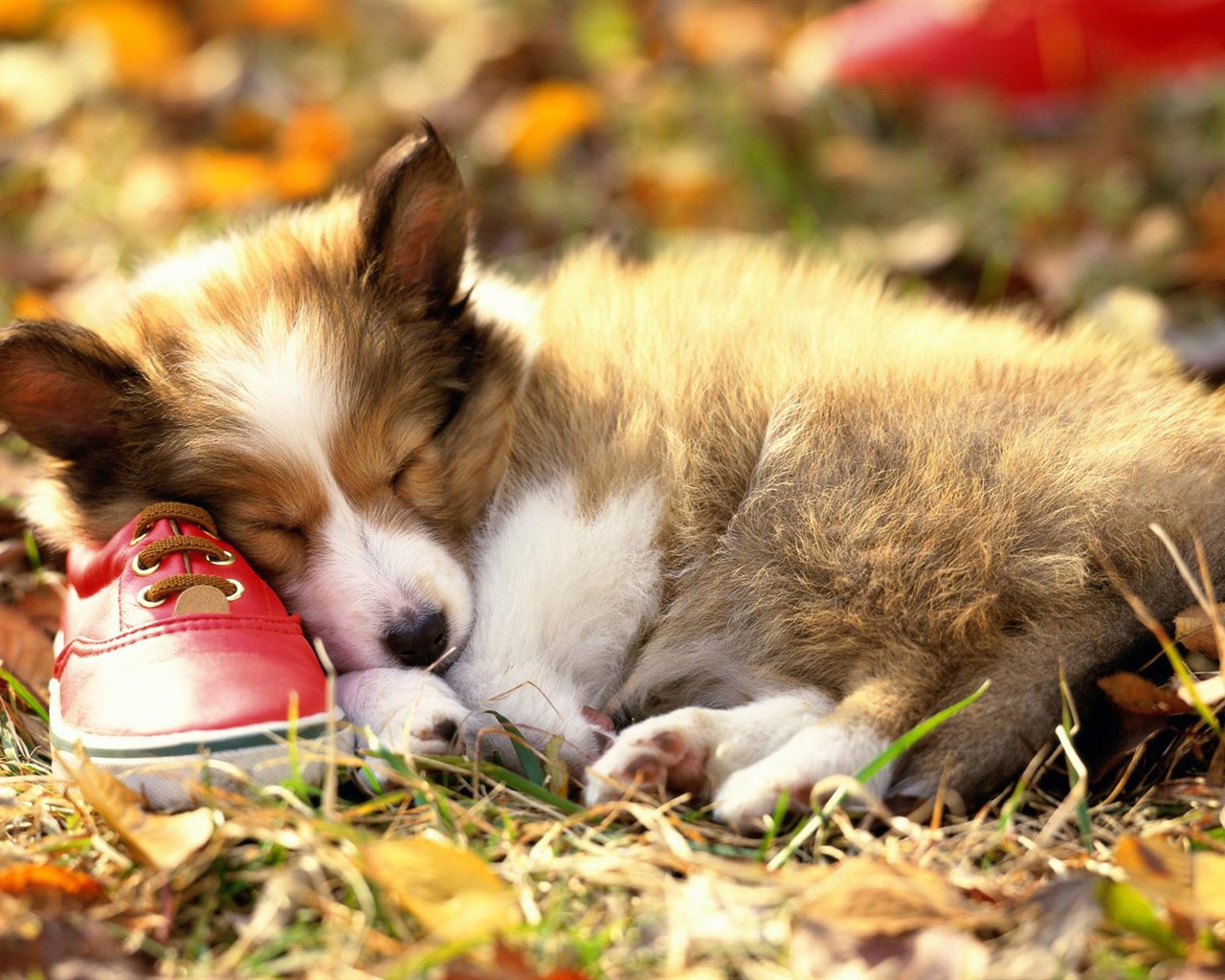 Puppy Photo HD wallpapers (3) #14 - 1280x1024