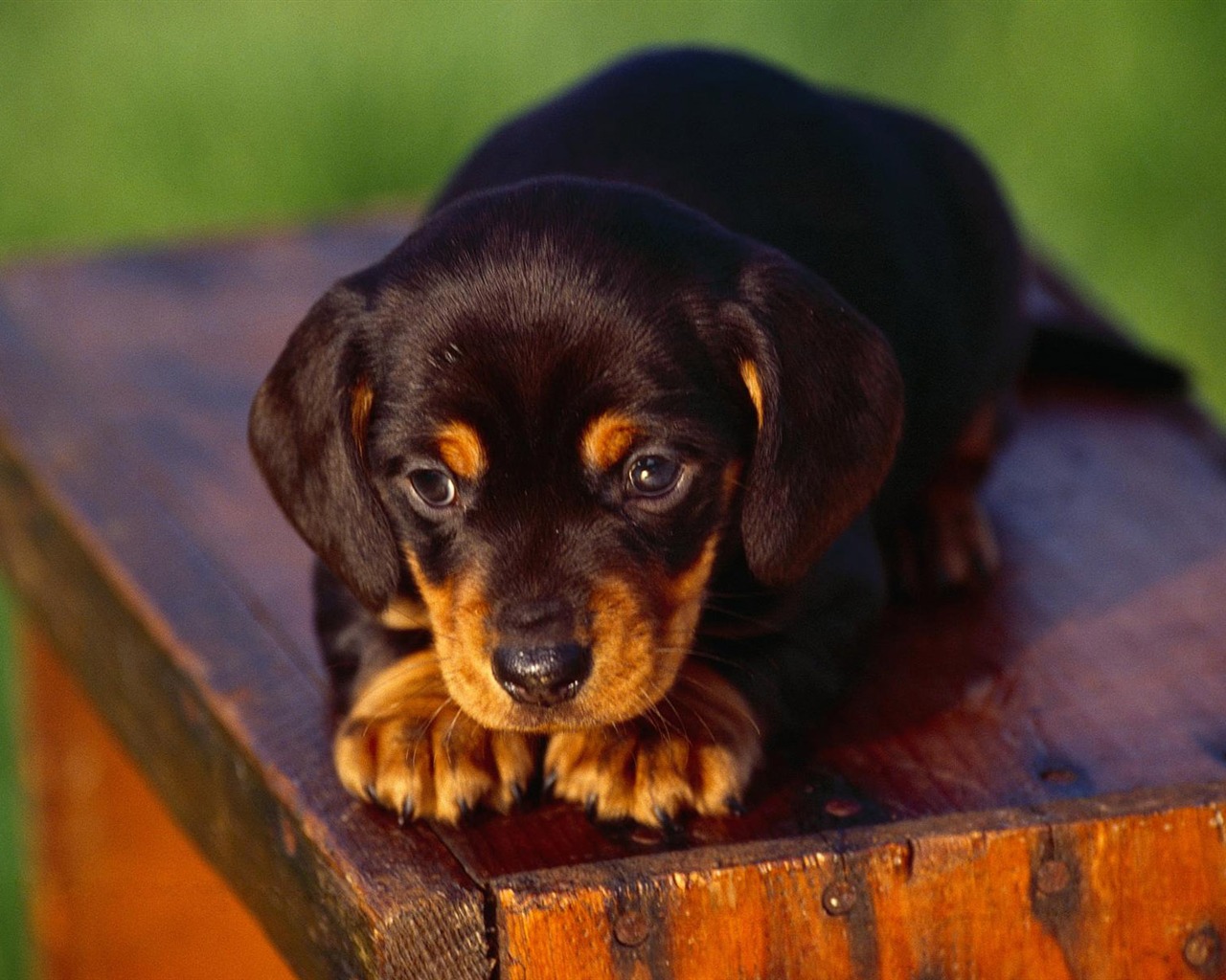 Puppy Photo HD wallpapers (3) #19 - 1280x1024