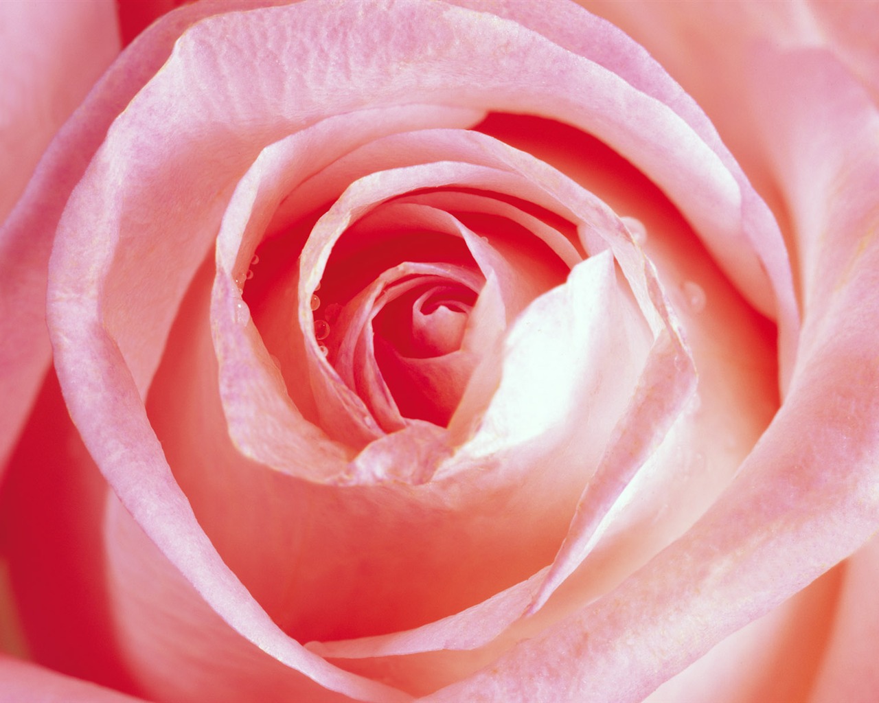 Rose Photo Wallpaper (1) #8 - 1280x1024