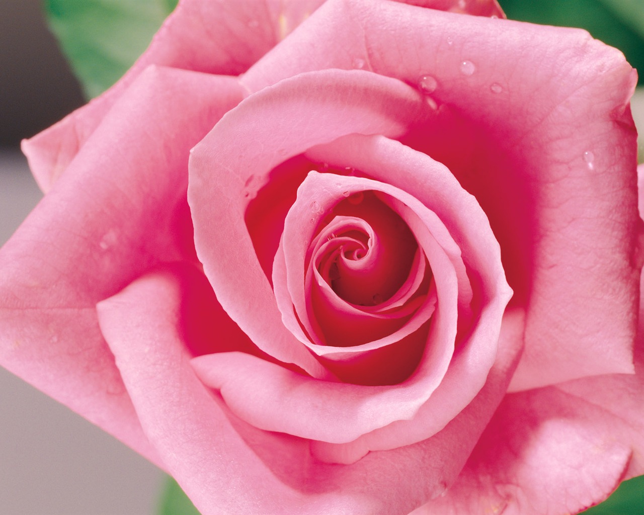 Rose Photo Wallpaper (1) #19 - 1280x1024