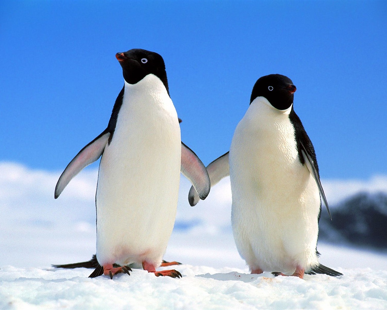 Пингвин Фото обои #1 - 1280x1024